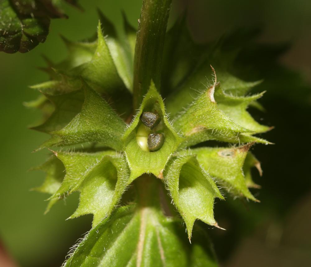 Lamier jaune, Lamier Galéobdolon Lamium galeobdolon (L.) L., 1759