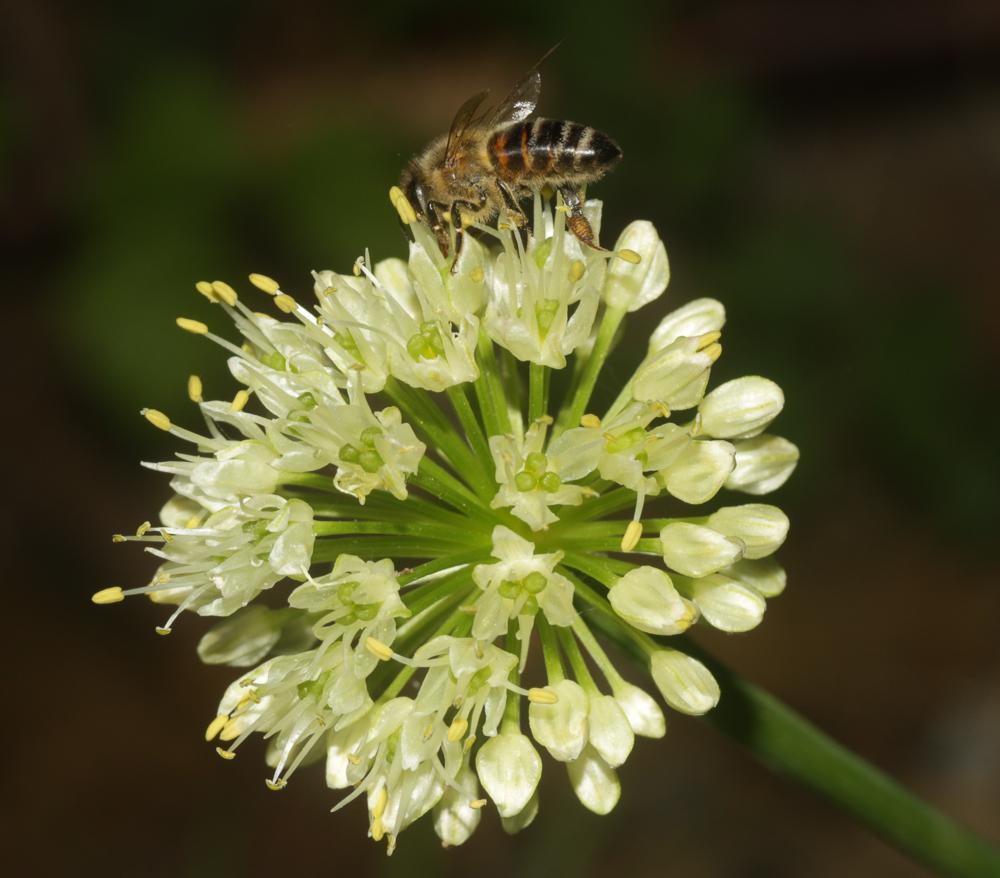 Abeille domestique, Abeille européenne, Abeille me Apis mellifera Linnaeus, 1758