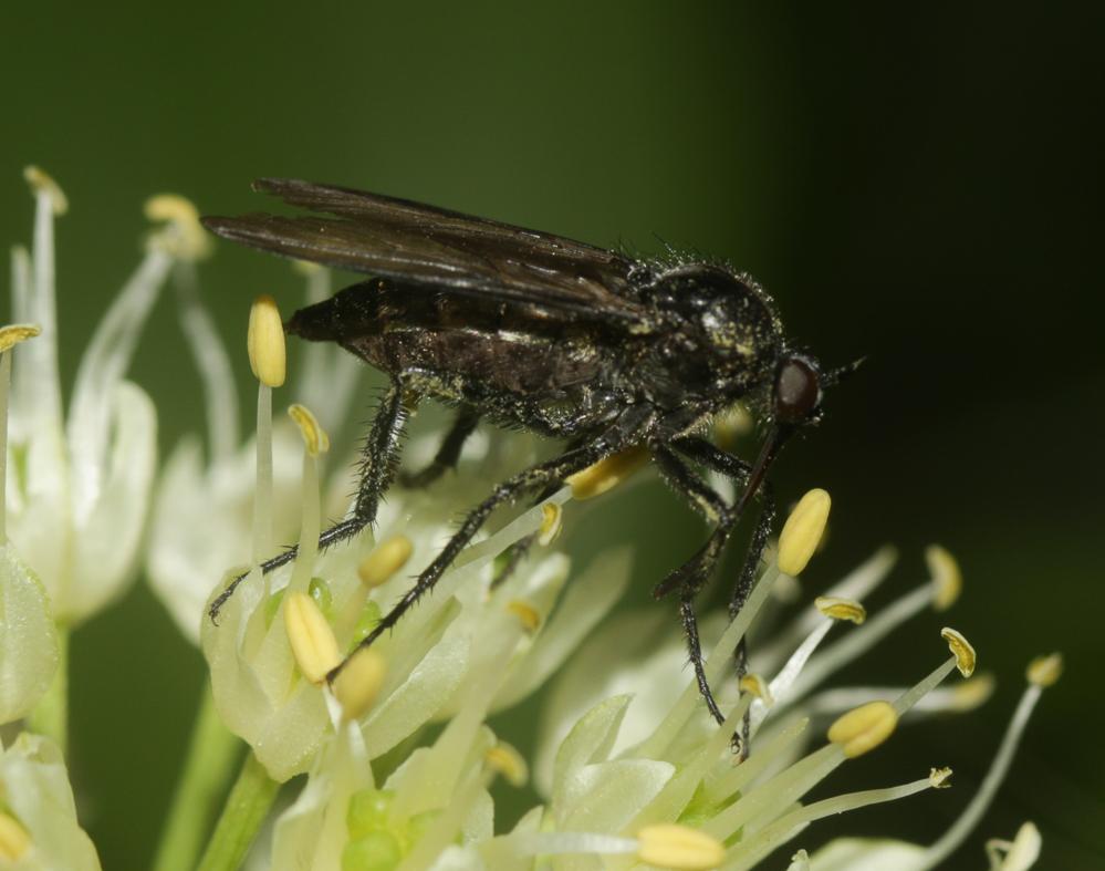  Empis pennipes Linnaeus, 1758