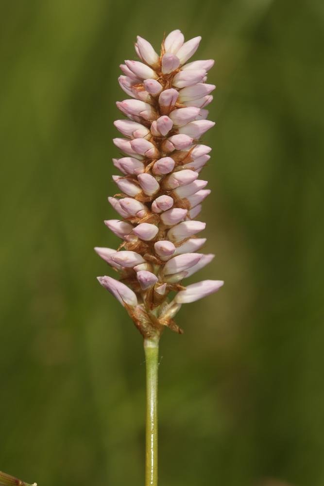 Langue de Bœuf Bistorta officinalis Delarbre, 1800