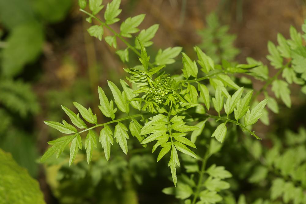 Cardamine impatiens, Cardamine impatiente, Herbe a Cardamine impatiens L., 1753