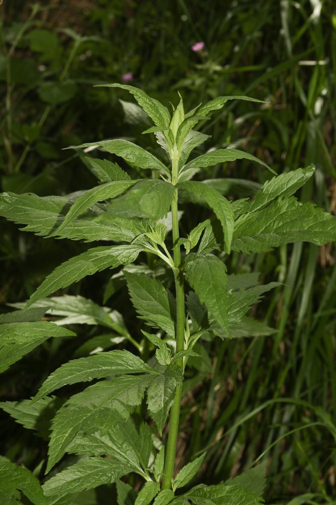 Eupatoire à feuilles de chanvre, Chanvre d'eau Eupatorium cannabinum L., 1753