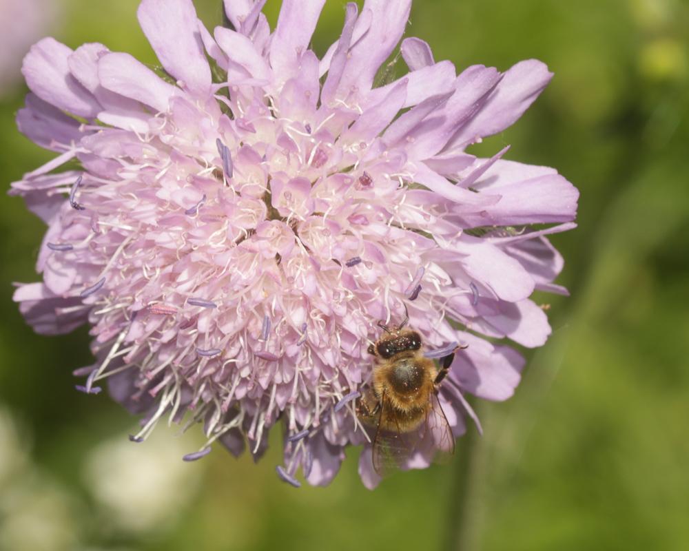 Abeille domestique, Abeille européenne, Abeille me Apis mellifera Linnaeus, 1758