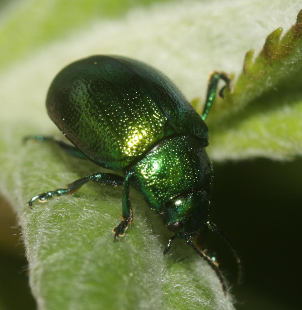  Chrysolina herbacea (Duftschmid, 1825)