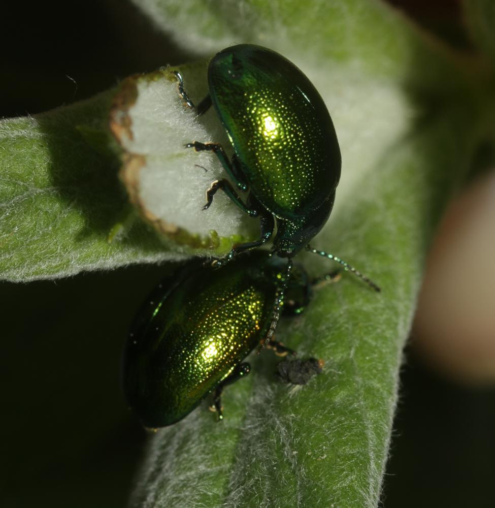  Chrysolina herbacea (Duftschmid, 1825)