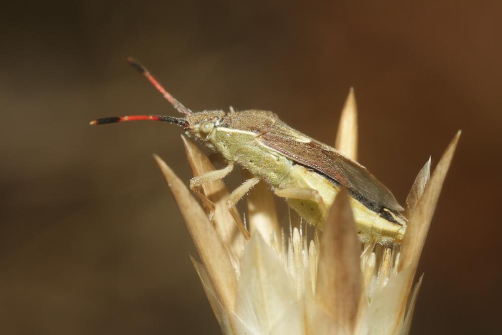 Le  sp. Maccevethus  sp.