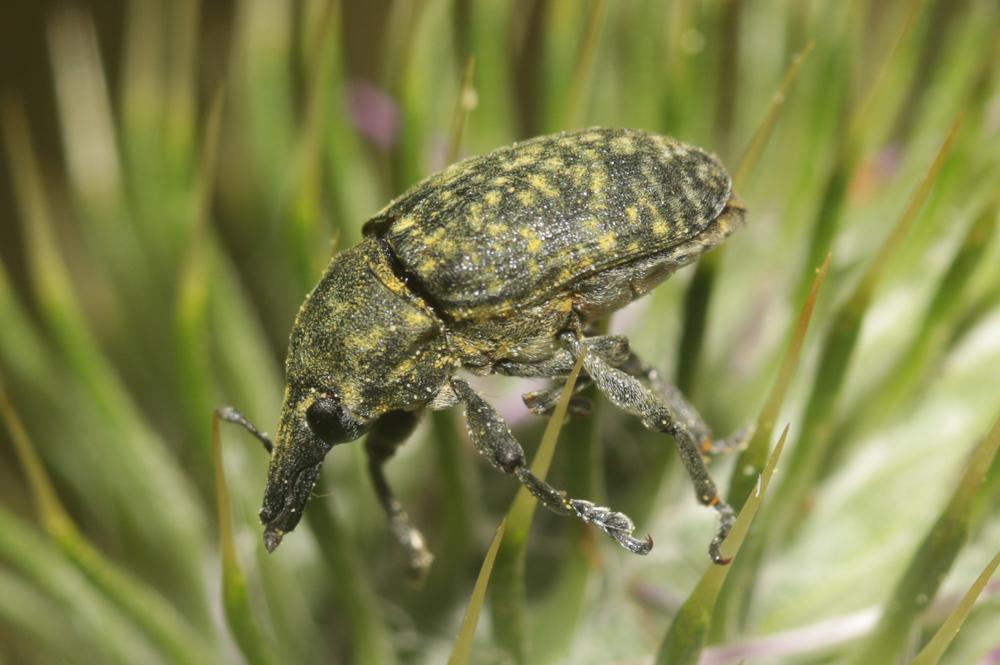  Larinus turbinatus Gyllenhal, 1835