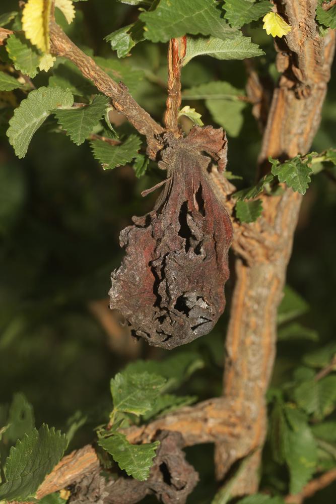  Eriosoma lanuginosum (Hartig, 1839)