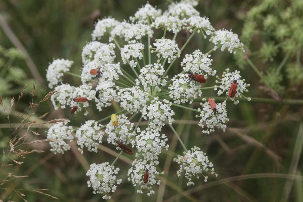 Lycie sanguine Lygistopterus sanguineus (Linnaeus, 1758)