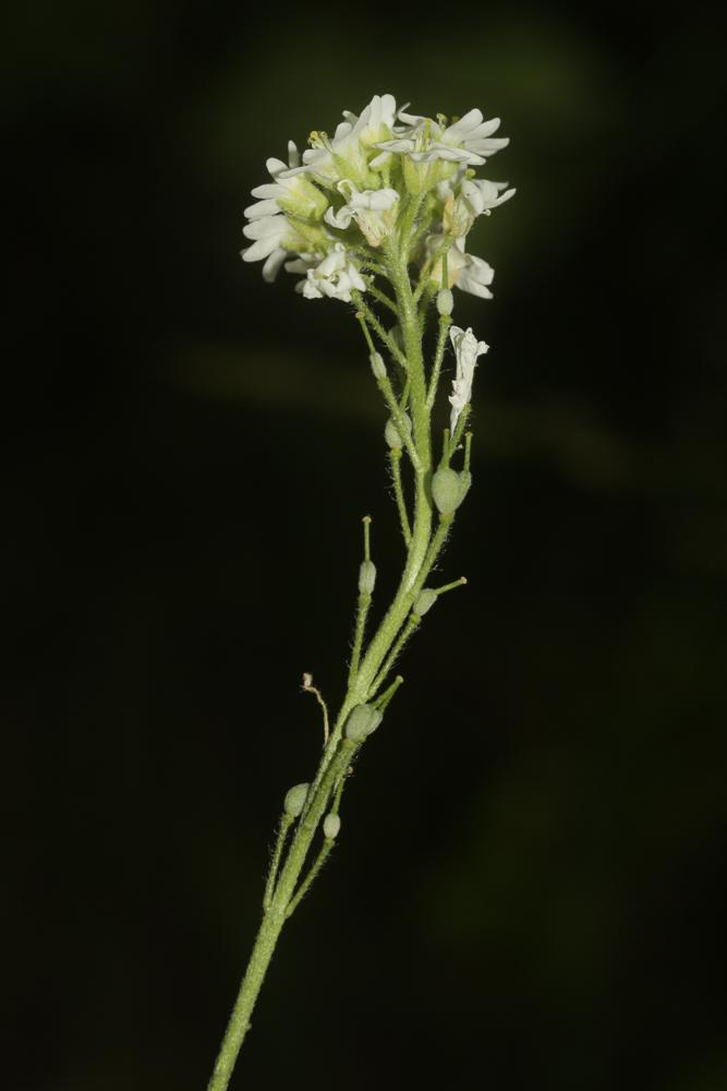 Alysson blanc, Alysse blanche Berteroa incana (L.) DC., 1821