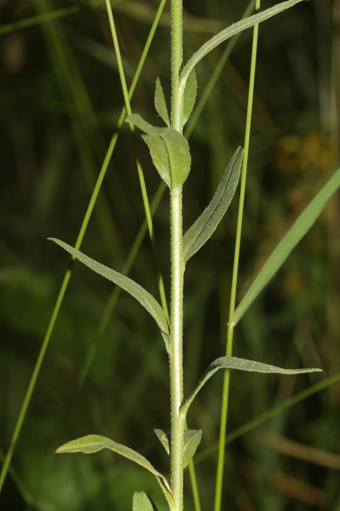 Le Alysson blanc, Alysse blanche Berteroa incana (L.) DC., 1821