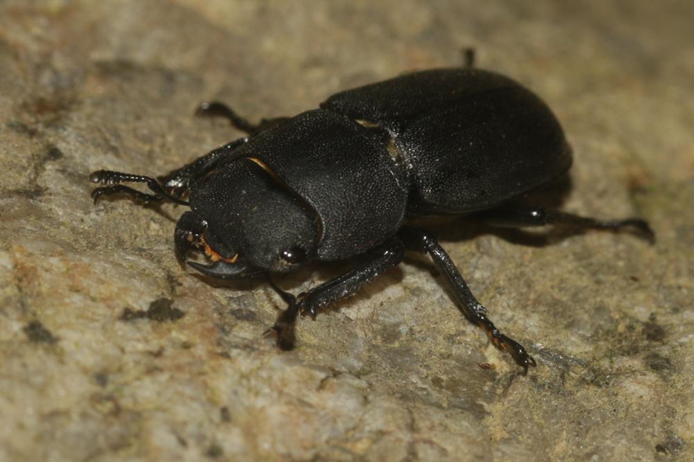 Petite biche, Petite lucane Dorcus parallelipipedus (Linnaeus, 1758)