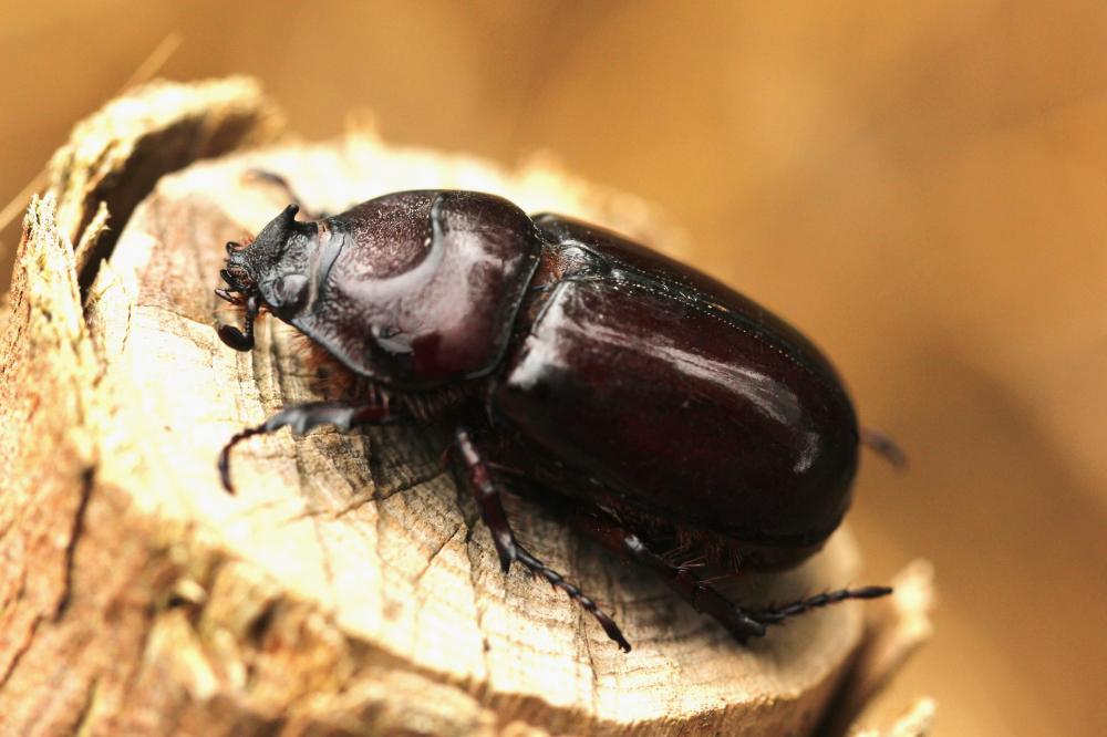 Scarabée rhinocéros européen, Rhinocéros Oryctes nasicornis (Linnaeus, 1758)