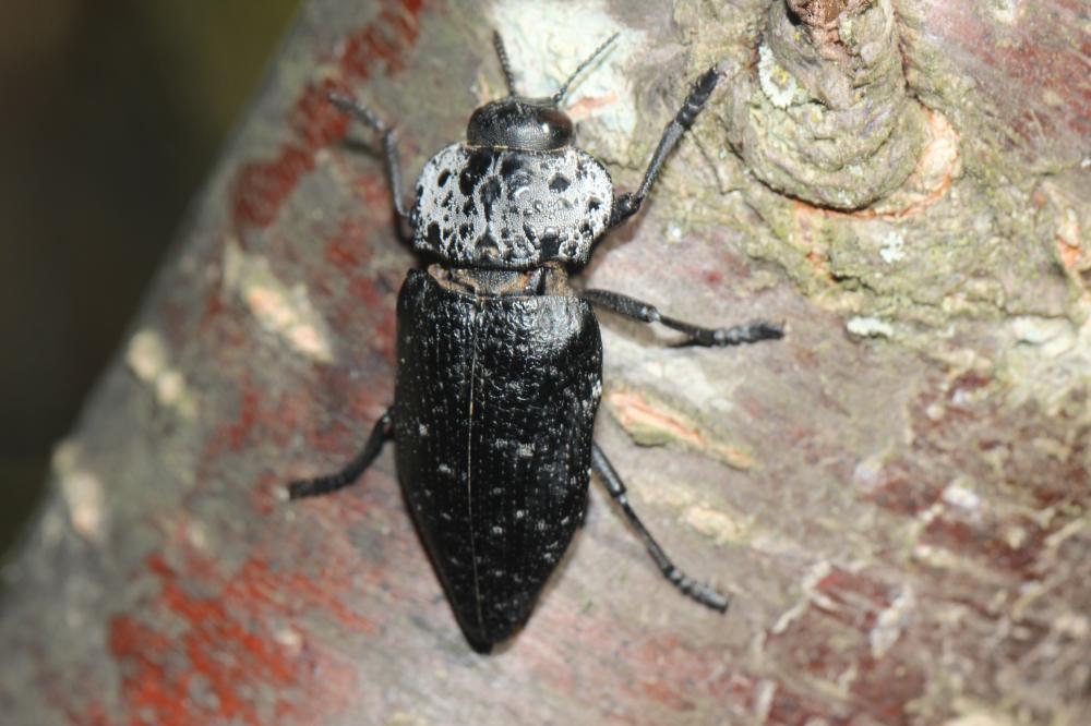 Capnode du Pêcher Capnodis tenebrionis (Linnaeus, 1760)