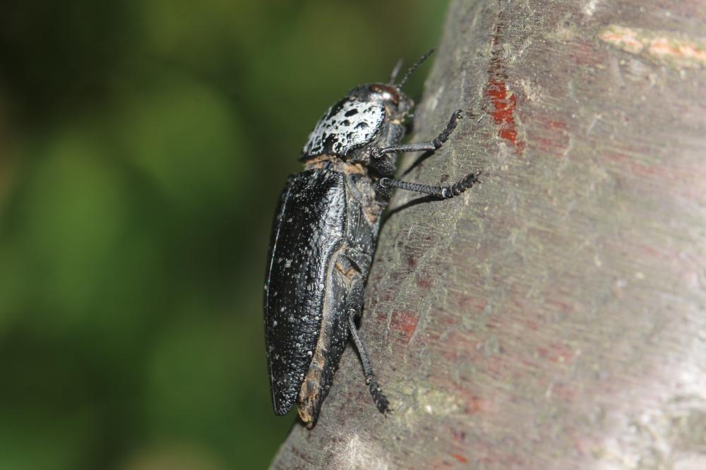 Capnode du Pêcher Capnodis tenebrionis (Linnaeus, 1760)