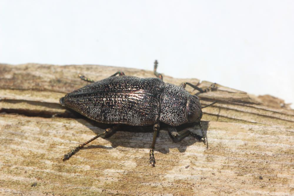  Dicerca aenea (Linnaeus, 1760)