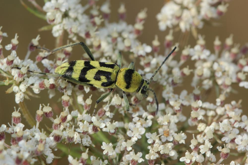 Clyte varié Chlorophorus varius (Müller, 1766)