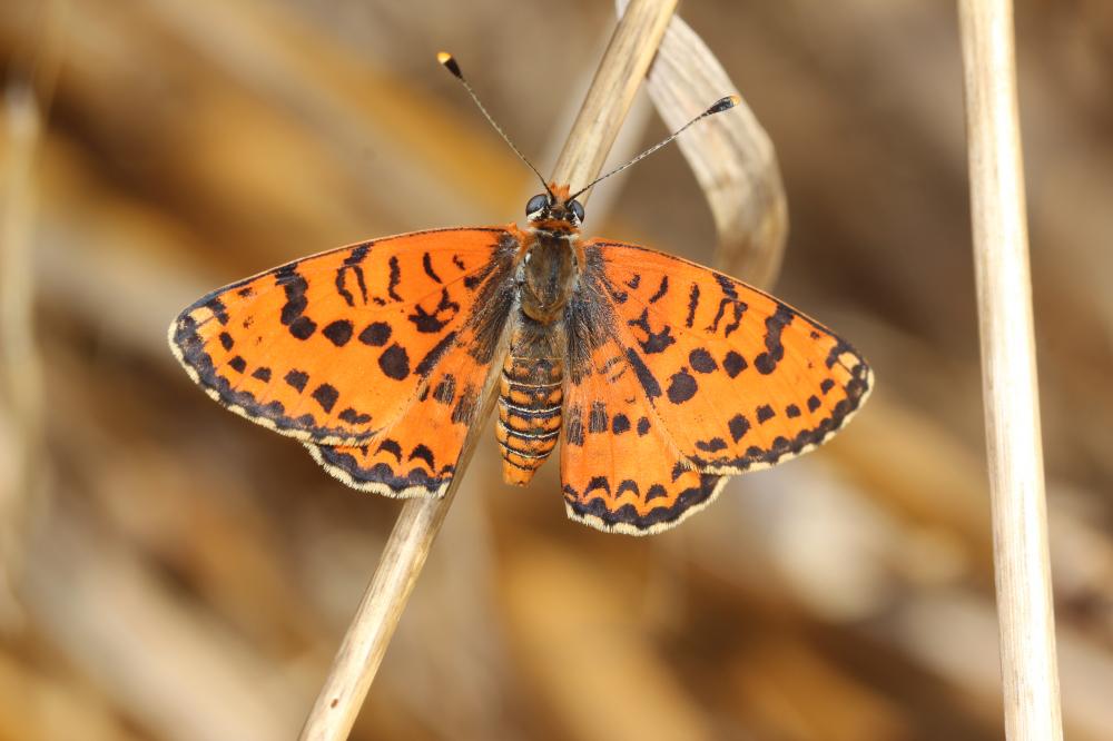 Mélitée orangée (La), Damier orangé (Le), Diane (L Melitaea didyma (Esper, 1778)