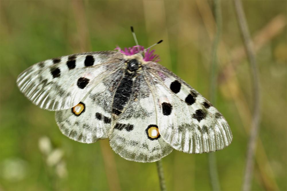 Le Apollon (L'), Parnassien apollon (Le) Parnassius apollo (Linnaeus, 1758)