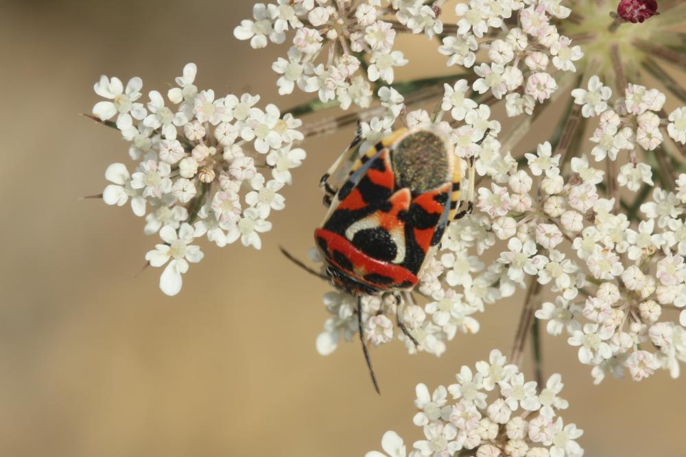 Le  Eurydema ornata (Linnaeus, 1758)