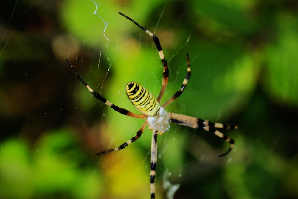 Épeire frelon Argiope bruennichi (Scopoli, 1772)