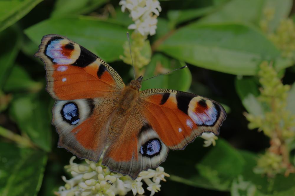 Paon-du-jour (Le), Paon de jour (Le), Oeil -de-Pao Aglais io (Linnaeus, 1758)