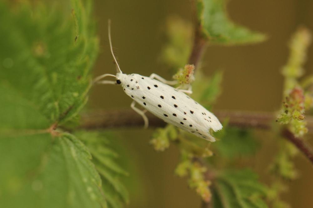  Yponomeuta Latreille, 1796