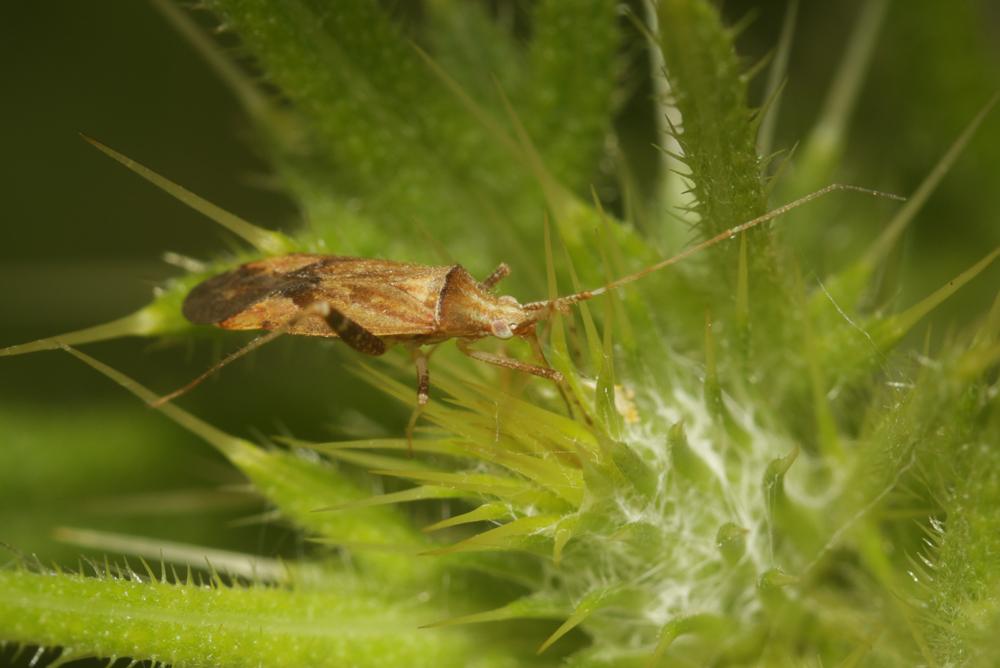 Le  sp. Phytocoris Fallen, 1814 sp.