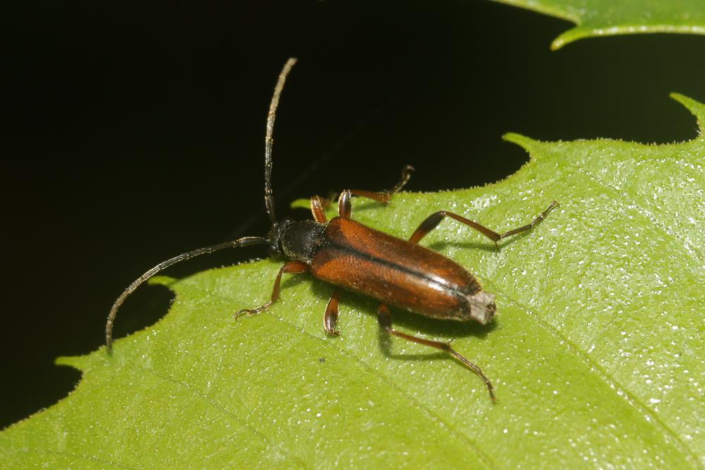  Alosterna tabacicolor (De Geer, 1775)