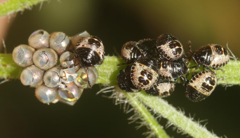 Le Punaise nébuleuse, Punaise grise Rhaphigaster nebulosa (Poda, 1761)