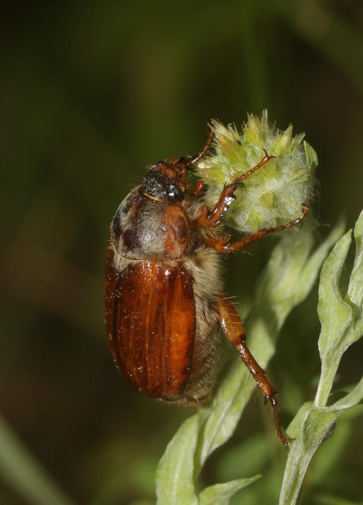  Amphimallon ochraceum (Knoch, 1801)