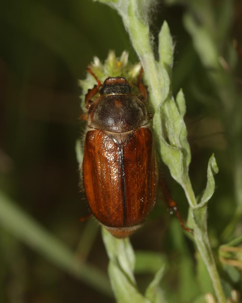 Le  Amphimallon ochraceum (Knoch, 1801)