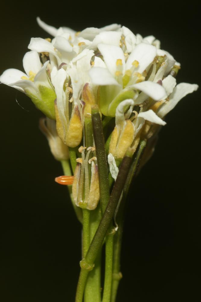 Aurore (L') Anthocharis cardamines (Linnaeus, 1758)