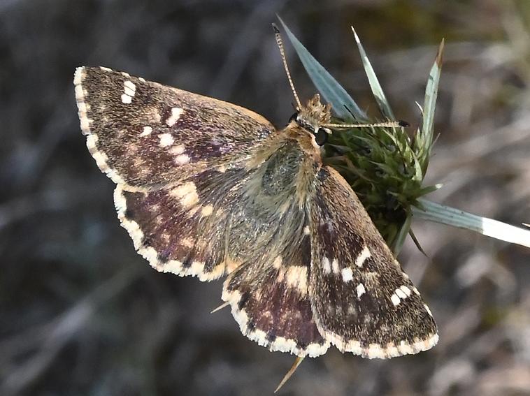 Hespérie de l'Herbe-au-vent (L') Sloperia proto (Ochsenheimer, 1808)