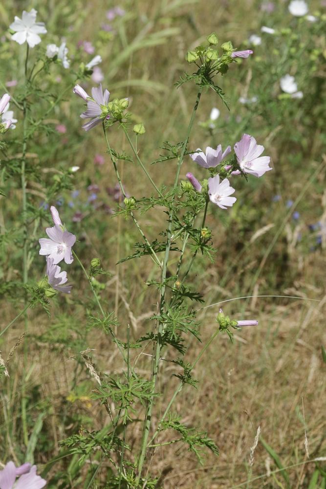 Mauve musquée Malva moschata L., 1753