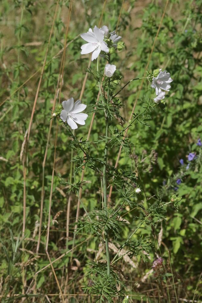 Mauve musquée Malva moschata L., 1753