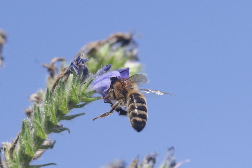 Le Abeille domestique, Abeille européenne, Abeille me Apis mellifera Linnaeus, 1758