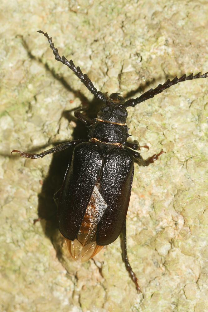  Prionus coriarius (Linnaeus, 1758)