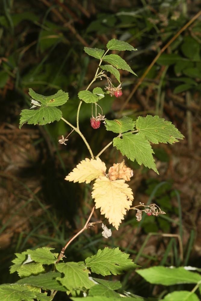 Framboisier Rubus idaeus L., 1753