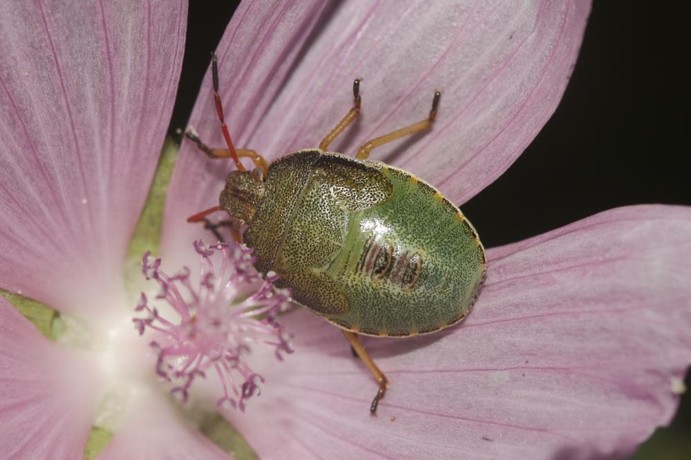  Piezodorus lituratus (Fabricius, 1794)