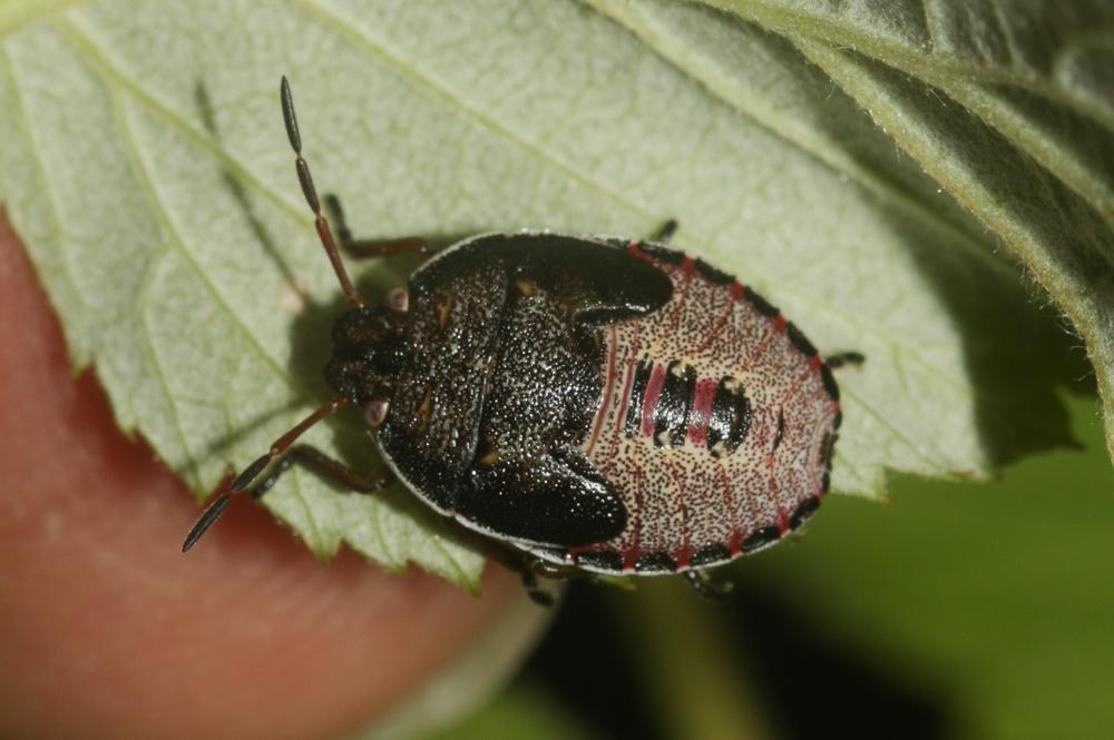  Piezodorus lituratus (Fabricius, 1794)