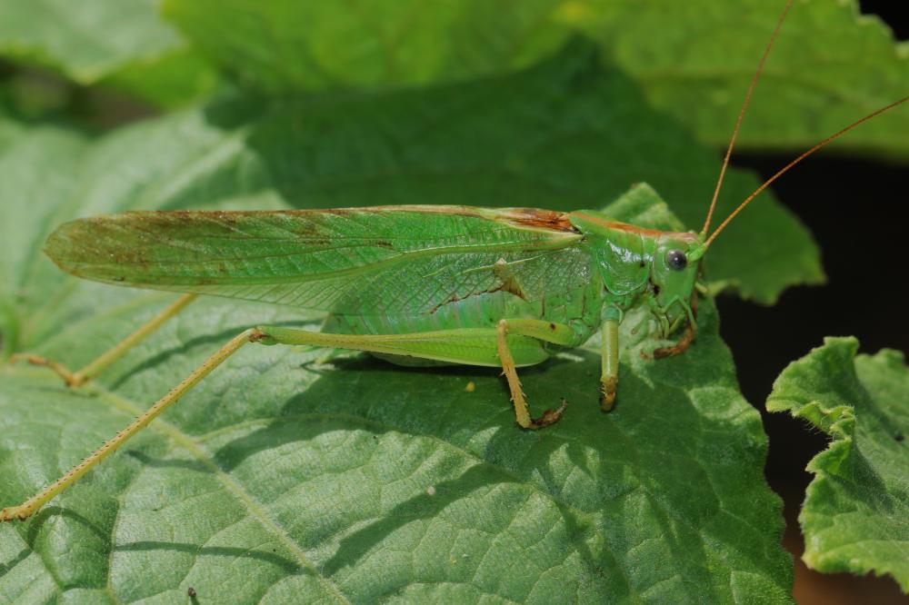 La Grande Sauterelle verte, Sauterelle verte (des pré Tettigonia viridissima (Linnaeus, 1758)