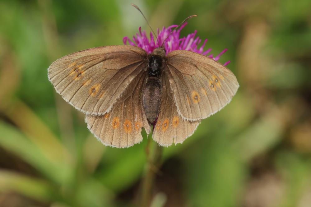 Moiré lancéolé (Le), Satyre Céto (Le) Erebia alberganus (Prunner, 1798)