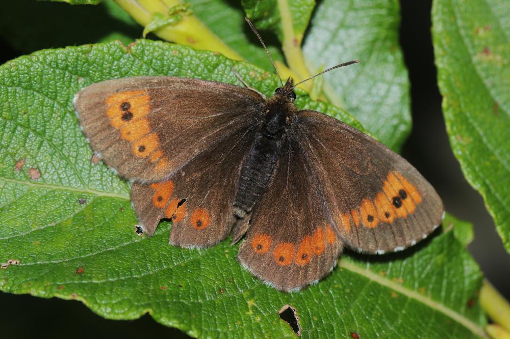 Moiré frange-pie (Le), Moiré frangé (Le) Erebia euryale (Esper, 1805)