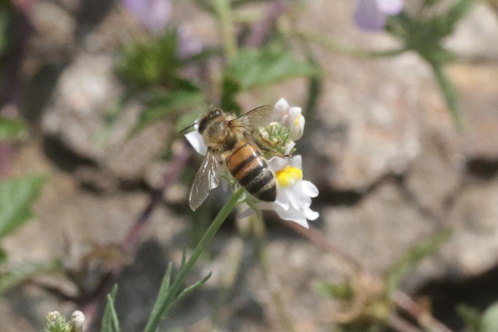 Abeille domestique, Abeille européenne, Abeille me Apis mellifera Linnaeus, 1758