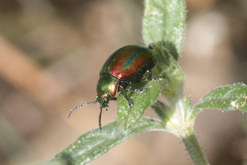  Chrysolina fastuosa (Scopoli, 1763)