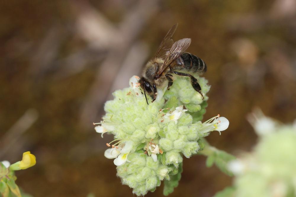 Abeille domestique, Abeille européenne, Abeille me Apis mellifera Linnaeus, 1758