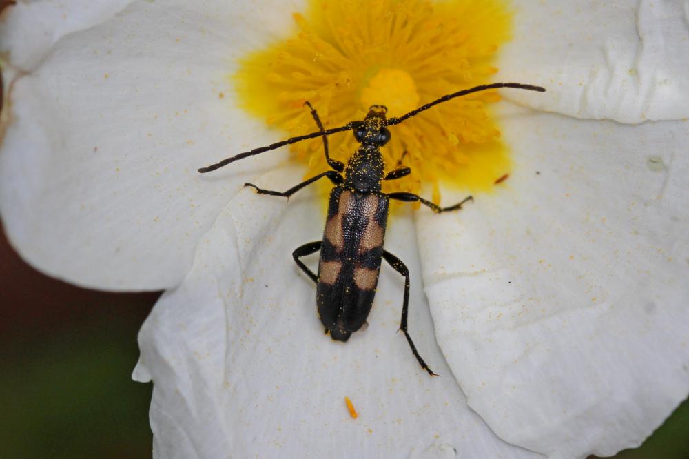  Anoplodera sexguttata (Fabricius, 1775)