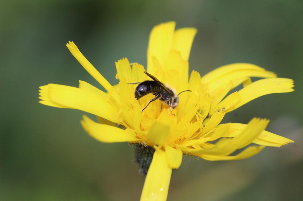  Chelostoma florisomne (Linnaeus, 1758)