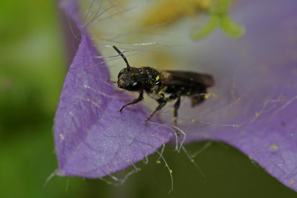 Le  Chelostoma foveolatum (Morawitz, 1868)